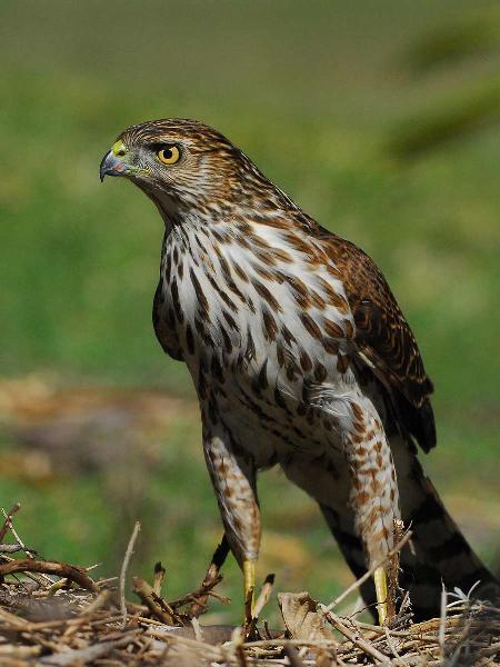 Photo of Accipiter cooperii by Mike Yip